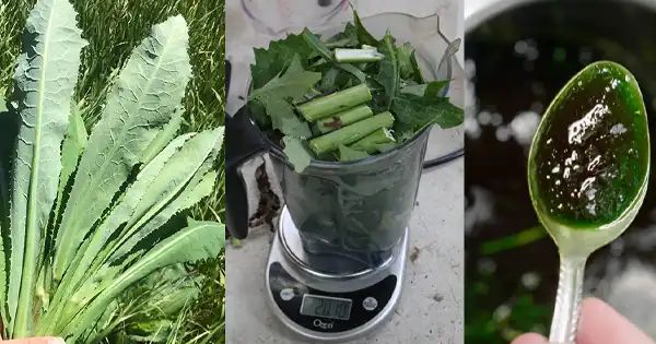 Creating Wild Lettuce Extract: A Natural Solution for Pain and Sleep