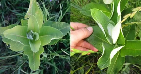 The Health Benefits of Milkweed: Unlocking Nature’s Potential