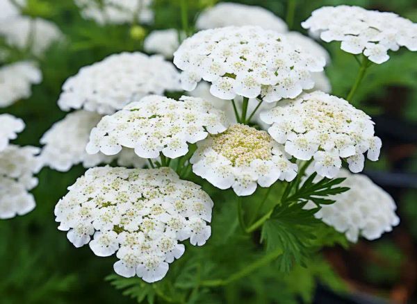 Yarrow