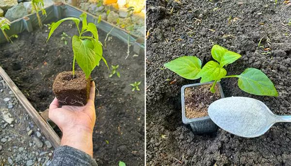 7 Amazing Secrets to Grow Peppers Faster, Bigger, and Better