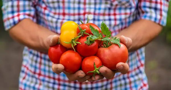 Boost Your Vegetable Garden: The Surprising Benefits of Aspirin Treatment