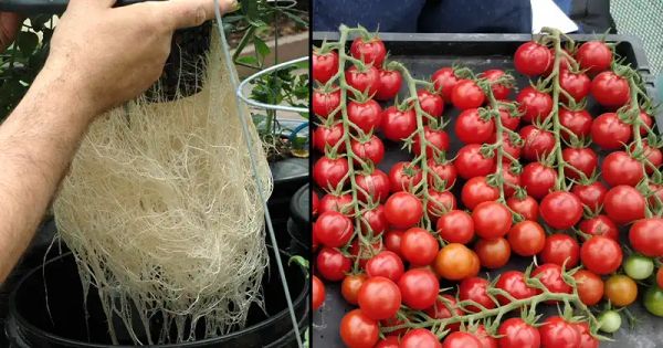 How to Grow Tomatoes Without Soil: A Comprehensive Guide