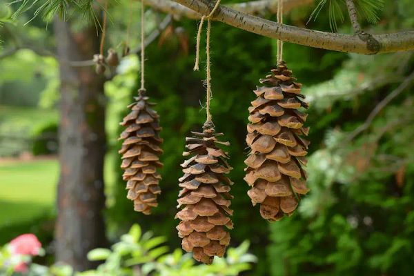 hang a pine cone near your garden for weather prediction 1