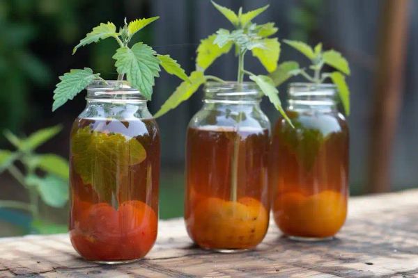 hibiscus tea as fertilizer for tomato seedlings