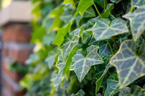 english ivy in home garden