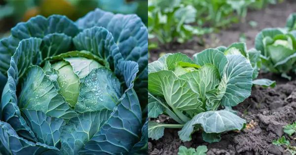 The Ultimate Guide to Growing Cabbage: Expert Tips for a Lush Garden