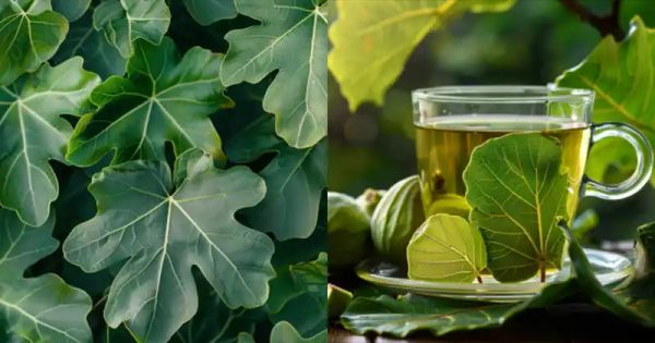 Harnessing the Power of Fig Leaves: A Natural Solution for Diabetes and More