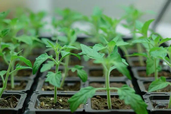 tomato seedlings