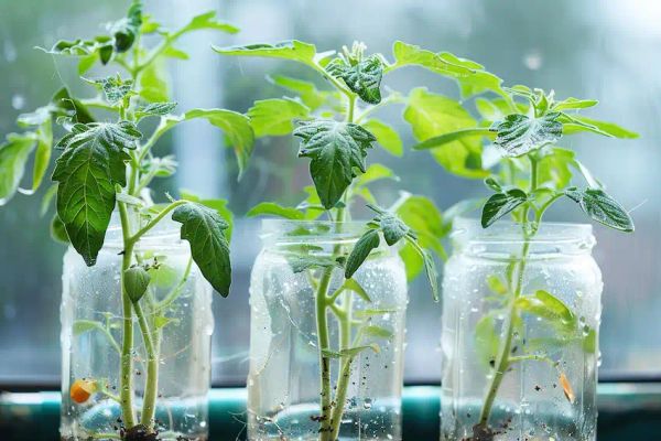 potato peel water as fertilizer for tomato seedlings