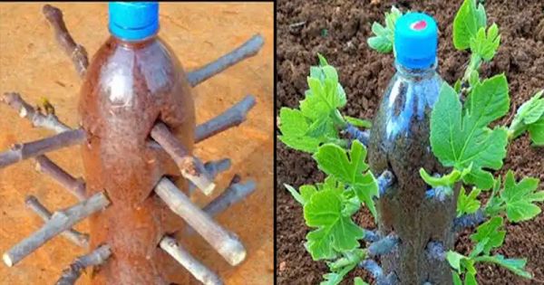 A Unique Technique for Growing Your Own Fig Trees from Cuttings