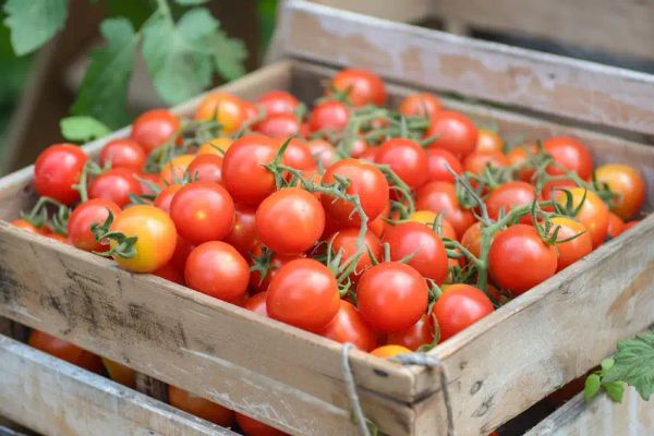 Growing Tomatoes: A Comprehensive Guide for Maximum Yield