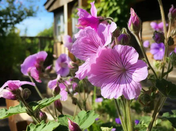 Exploring the Health and Medical Benefits of Common Mallow