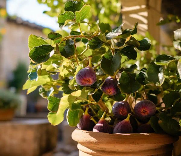 A Step-by-Step Guide to Growing Fig Trees from Seeds