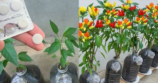 Cultivating Chili Peppers at Home: Tips for Colorful and Abundant Growth