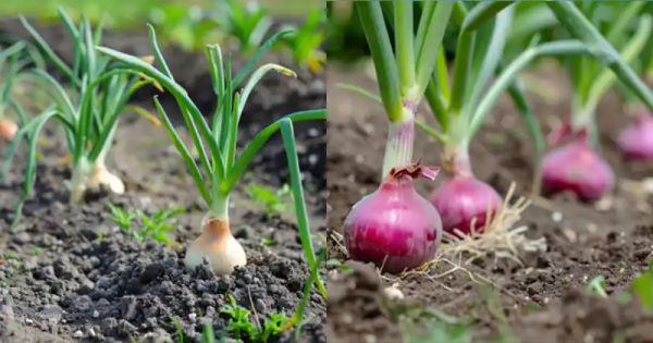 Plant Onions with These Special Supplements for No Pests, High Yield, and Great Taste