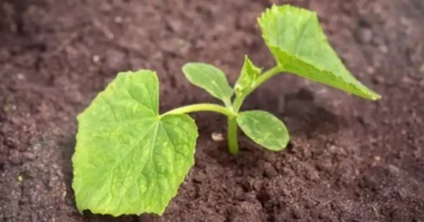 Boost Your Cucumber Harvest with Natural and Effective Fertilization Techniques