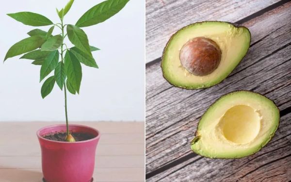 A Guide to Growing Avocado in a Pot and Achieving Fruitfulness