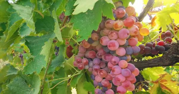 How to Grow Grapes from Seeds (in Containers)