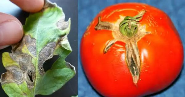 10 Common Tomato Plant Diseases: How to Identify and Care for Your Plants