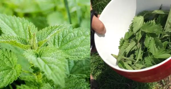 Enhancing Your Garden with Nettle Fertilizer and Insecticide