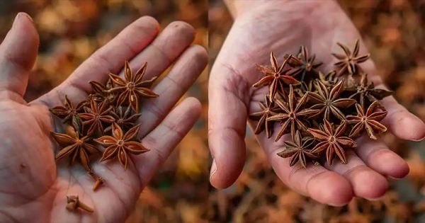 From Seed to Spice: How to Grow Anise at Home (in Containers)