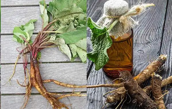 Burdock Root: Your Guide to Unlocking its Health Benefits