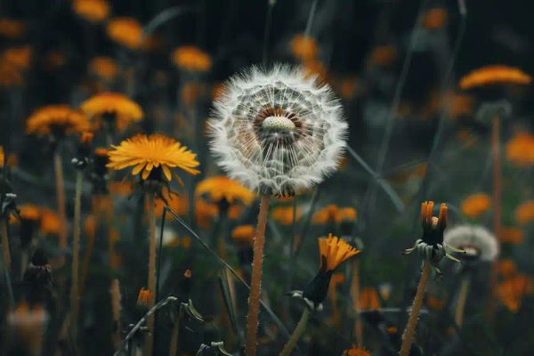 Dandelion Leaf: Discover the Secret to Better Health