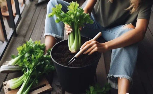 Transplanting celery scraps to soil