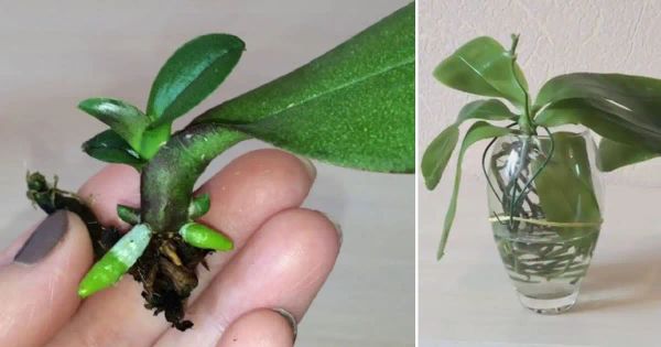 How to Easily Propagate an Orchid from a Leaf