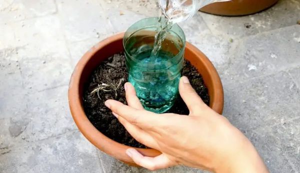 How to Keep Your Plants Hydrated for a Month Without Spending a Penny: Farmer’s Trick