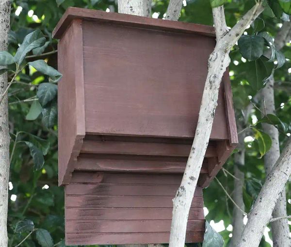 bat house in a tree