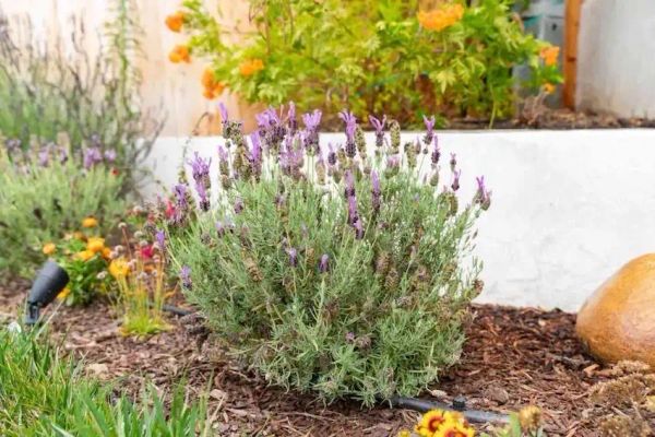 10 Natural Plants to Keep Bugs at Bay: Say Goodbye to Spiders, Ants, Flies, and Mosquitoes!