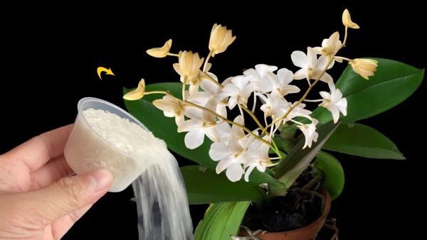 Rice as Fertilizer for Orchids: A Sustainable and Cost-effective Approach