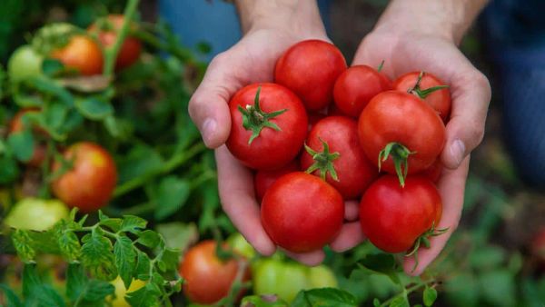 Increase Your Tomato Plant Yield with This Simple Technique