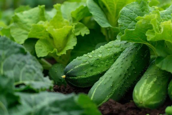 Cucumbers and Lettuce