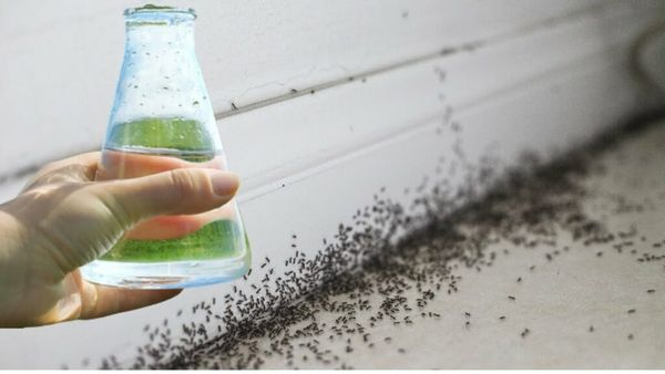 Safely Get Rid of Ants with Natural Insecticide