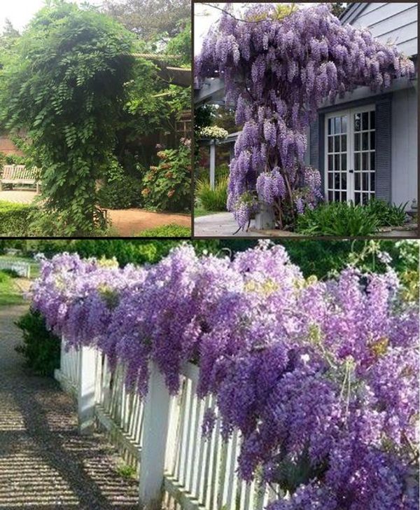 Recognizing the Symptoms of Wisteria Poisoning