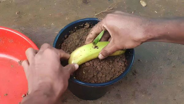 Plant a Banana in the Ground: See the Surprising Results in Just 7 Days