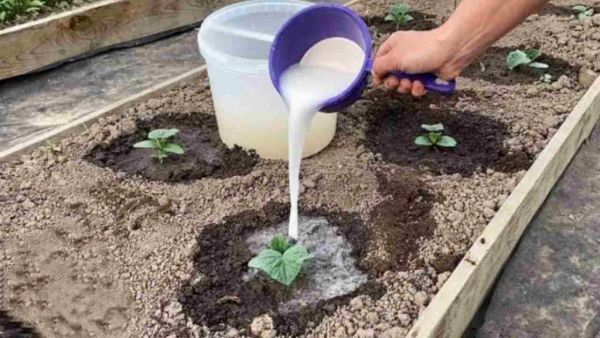 Nourishing Your Cucumbers: The Secret Ingredient for Rapid Growth