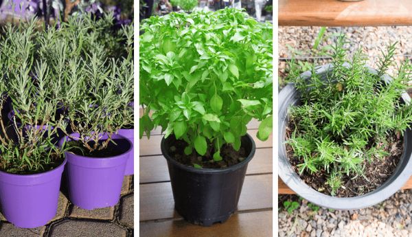 Keep Mosquitoes at Bay with These Natural Plants