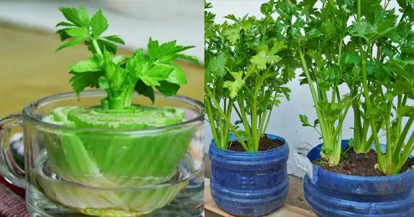 How to Regrow Celery at Home from Scraps – No Garden Needed