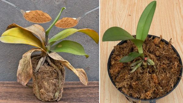 The Magical Solution: Instantly Reviving a Rotten Orchid