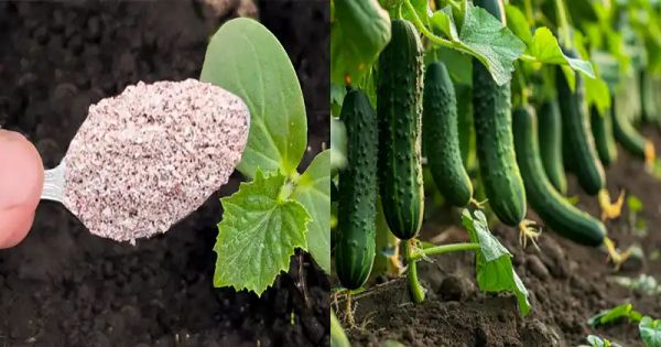 Unlock the Secret to Doubling Your Cucumber Yield with Eggshells