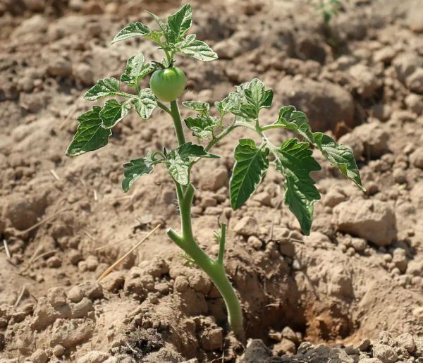 a tomato plant in a dry soil