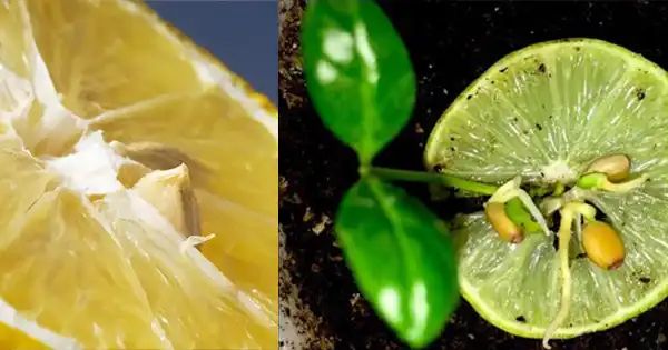 The Magic of Growing Your Own Lemon Tree from Seeds