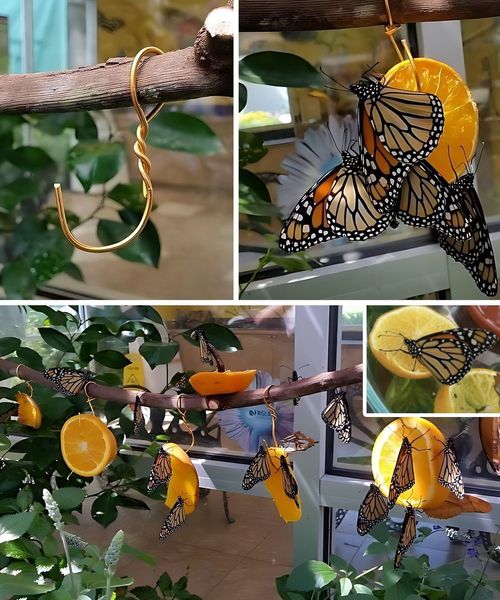 Create a Butterfly Fruit Feeder to Enhance Your Garden’s Ecosystem