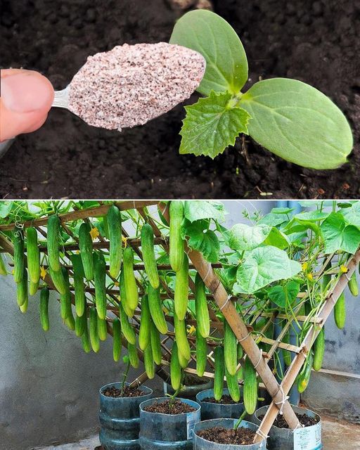 Unlock the Secret to Doubling Your Cucumber Yield with Eggshells
