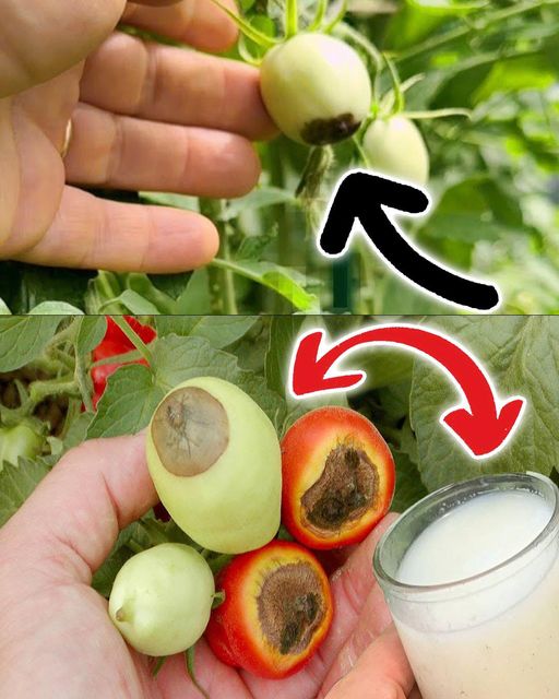 Prevent Blossom End Rot with These Effective Nutrient Solutions