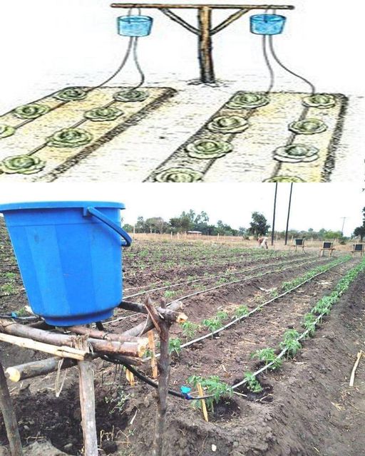 Efficient Watering with the Chapin Bucket: Revolutionizing Small-Scale Agriculture