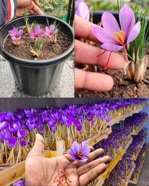 Growing Saffron in Containers at Home